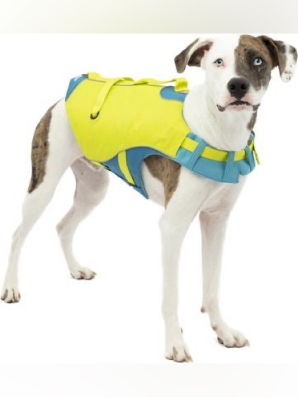 Kurgo life jacket for dogs